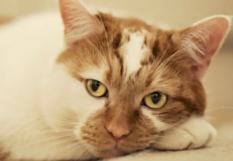 Durata medie de viata a unei pisici este de 10-15 ani