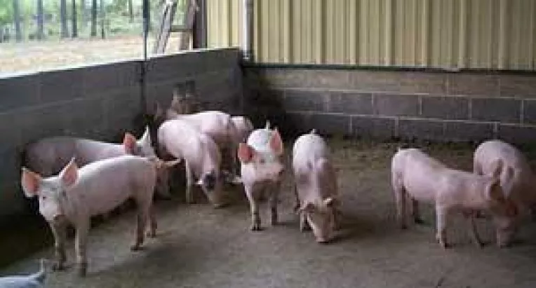 Microferme de porci pentru someri