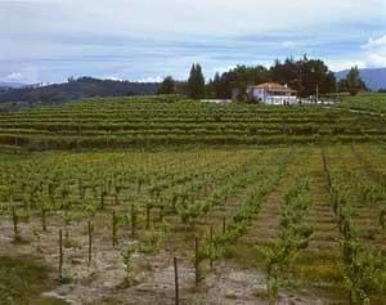 Unde nu-s proiecte, e vai de podgorii. Viticultorii se feresc de fondurile Sapard